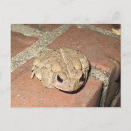 Cartão Postal Toad Frog Postcard