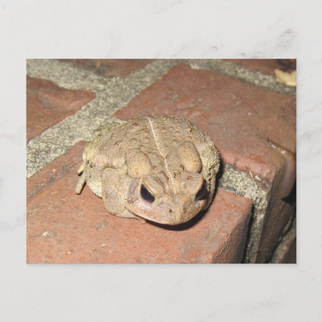 Cartão Postal Toad Frog Postcard (Frente)