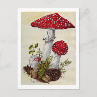 Cartão Postal Toadstool