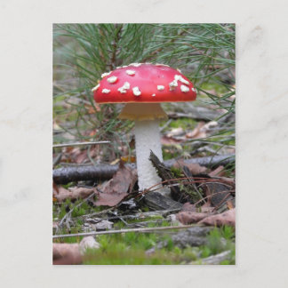 Cartão Postal Toadstool Mushroom