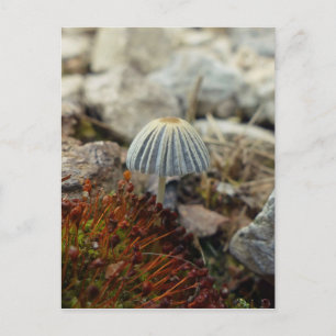 Cartão Postal Toadstool pequenina