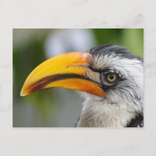 Cartão Postal Tockus leucomelas