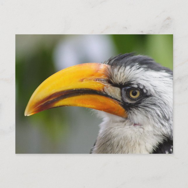 Cartão Postal Tockus leucomelas (Frente)