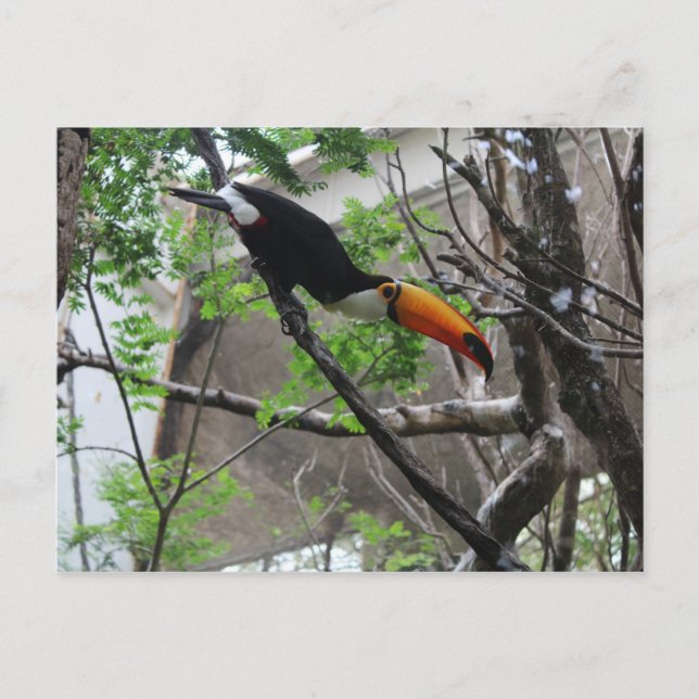 Cartão Postal Toco Toucan # 4 (Frente)