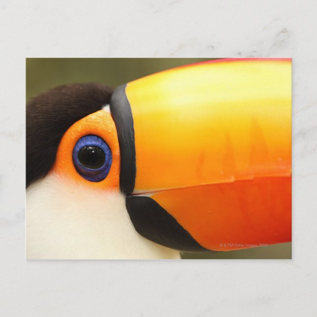 Cartão Postal Toco Toucan (Ramphastos toco) é o maior (Frente)