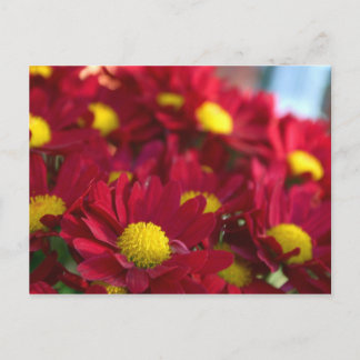 Cartão Postal Todo mundo tem uma Mãe