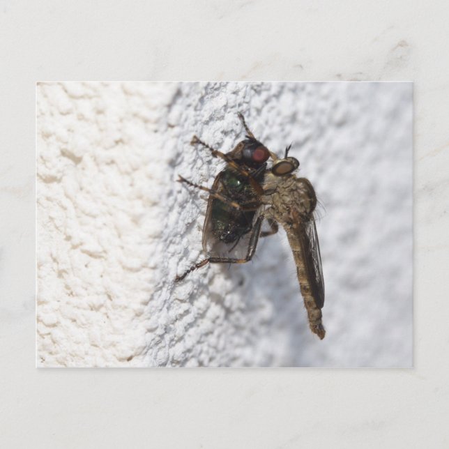 Cartão Postal Tolmerus atricapillus (Frente)