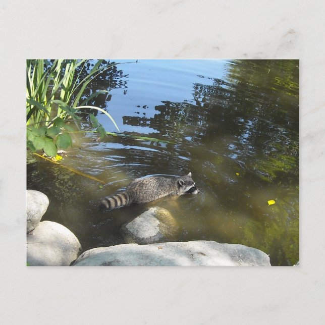 Cartão Postal Tomando um Dip Racoon (Frente)