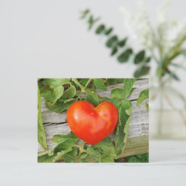 Cartão Postal Tomate em Forma de Coração (Em pé/Frente)