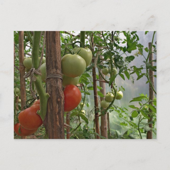 Cartão postal Tomates (Frente)