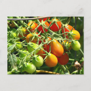 Cartão Postal Tomates em crescimento