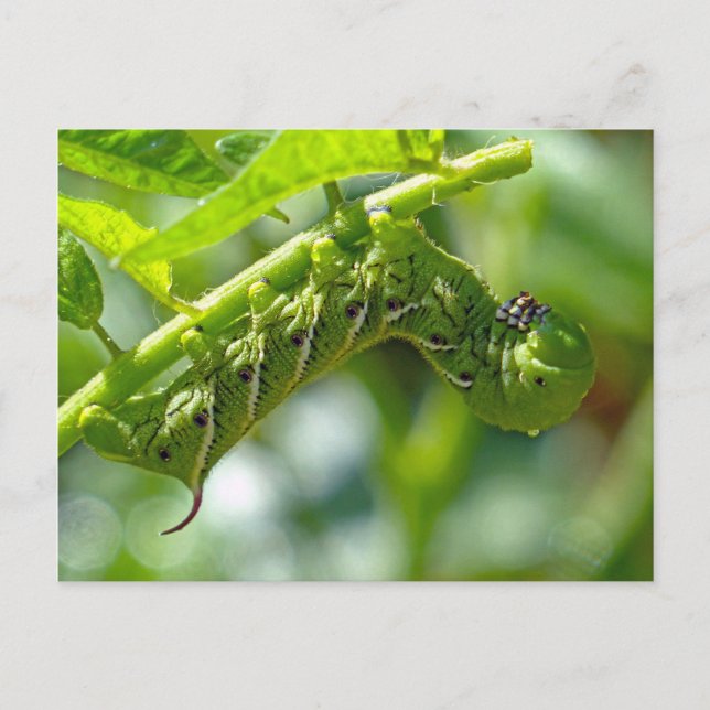 Cartão Postal Tomato Hornworm (Frente)