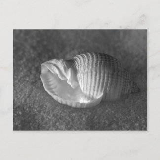 Cartão Postal Tonna Tesselata