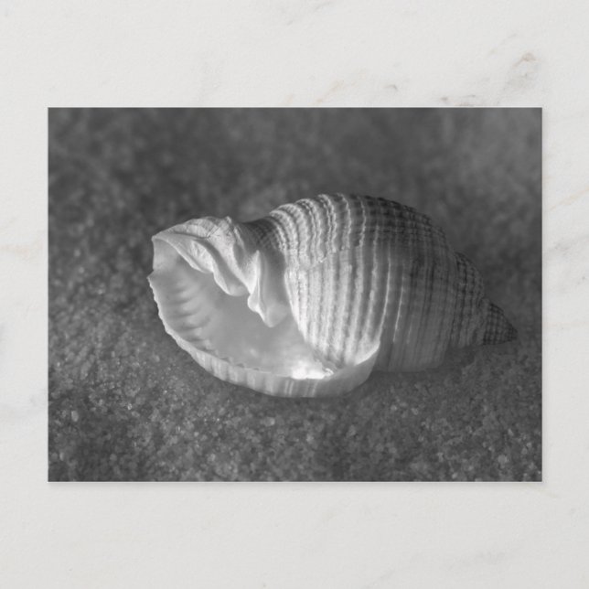 Cartão Postal Tonna Tesselata (Frente)