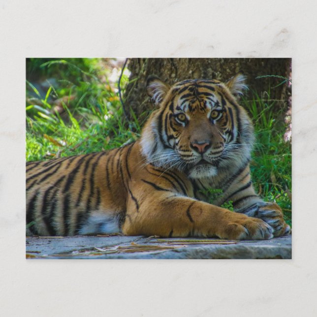 Cartão Postal Tony (Frente)