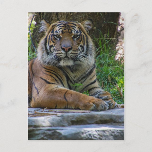 Cartão Postal Tony (Frente)