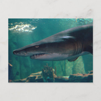 Cartão Postal Toofy Li'l Grin