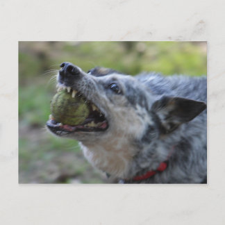 Cartão Postal Toothy Ball