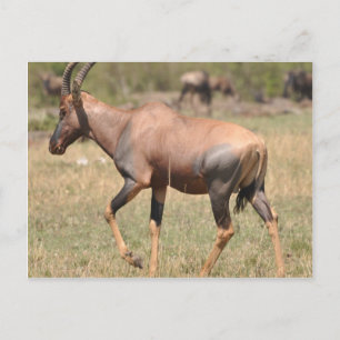 Cartão Postal Topi (Antílope) em Serengeti