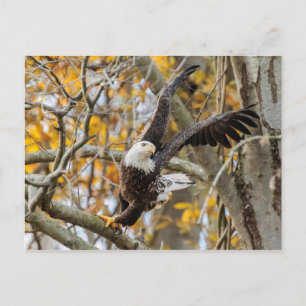 Cartão Postal Torção E Lançamento Da Águia