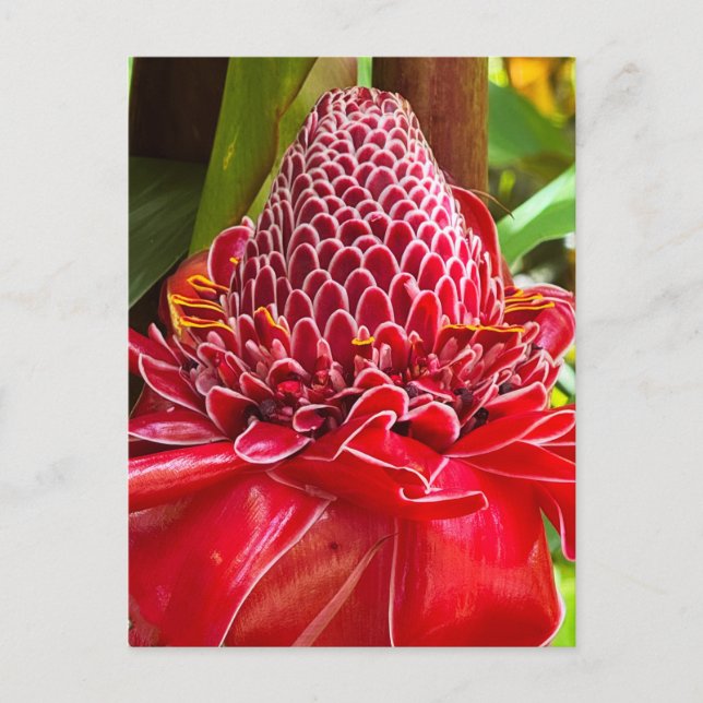Cartão Postal Torch Ginger (Frente)
