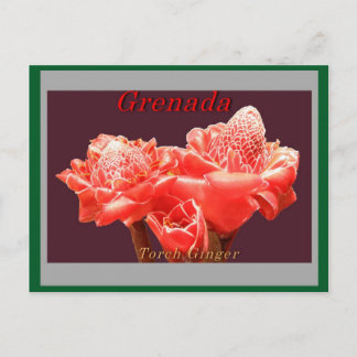 Cartão Postal Torch Ginger