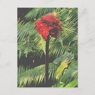 Cartão Postal Torch Ginger