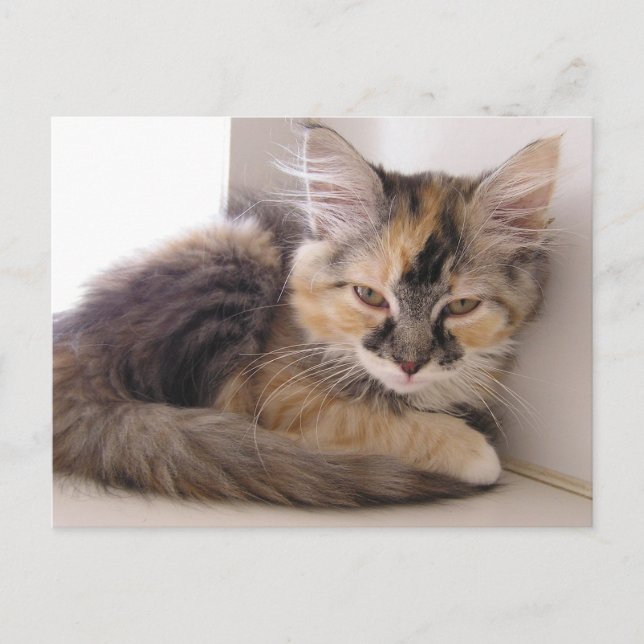 Cartão Postal Tori (Frente)