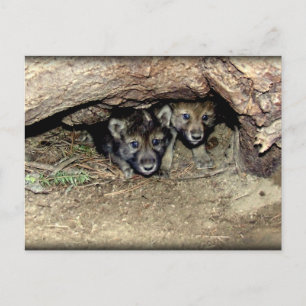 Cartão Postal Torneiras gêmeas de lobo-de-madeira selvagem em De