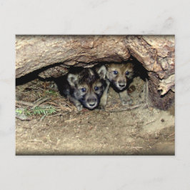 Cartão Postal Torneiras gêmeas de lobo-de-madeira selvagem em De