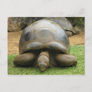 Cartão Postal Tortoise africana gigante