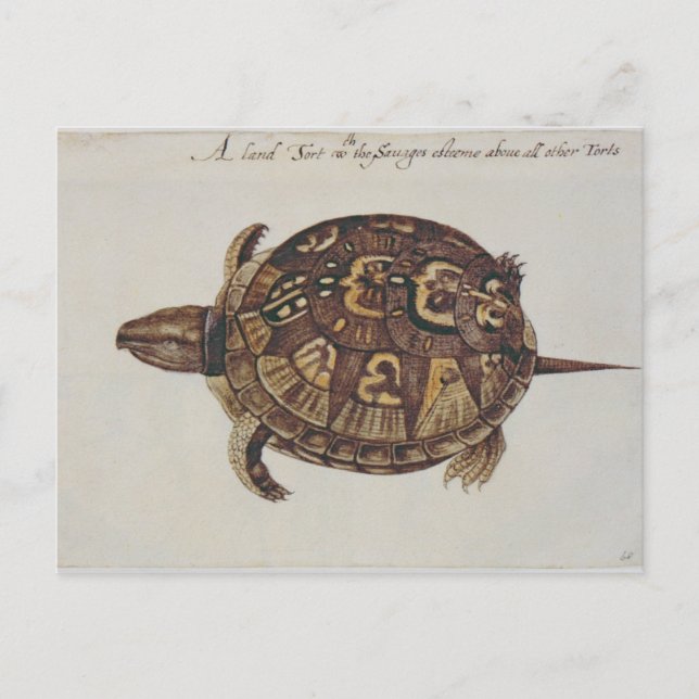 Cartão Postal Tortoise de Caixa Comum (Frente)