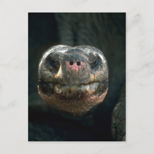 Cartão Postal Tortoise Giant Dome-Shaped