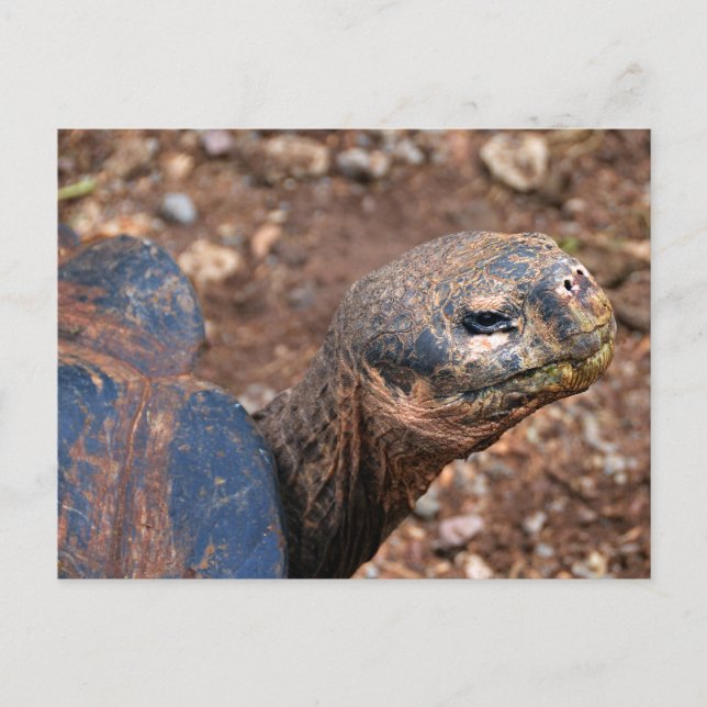 Cartão Postal Tortoise Gigante Galápagos (Frente)
