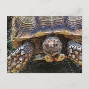 Cartão Postal Tortoise Photo