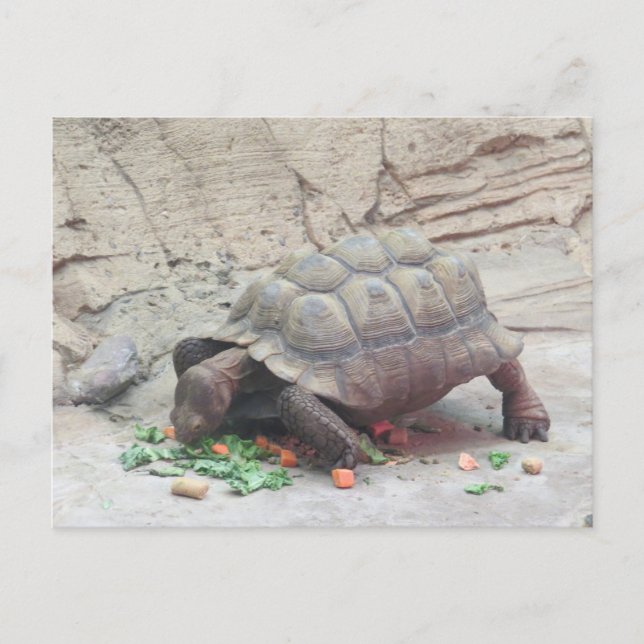 Cartão Postal Tortoise Turtle Réptil (Frente)
