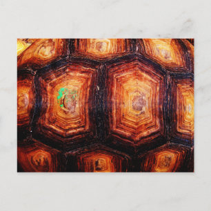 Cartão Postal Tortoisinferno
