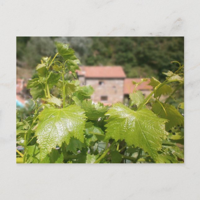 Cartão Postal Toscana. Itália. Cortona. (Frente)