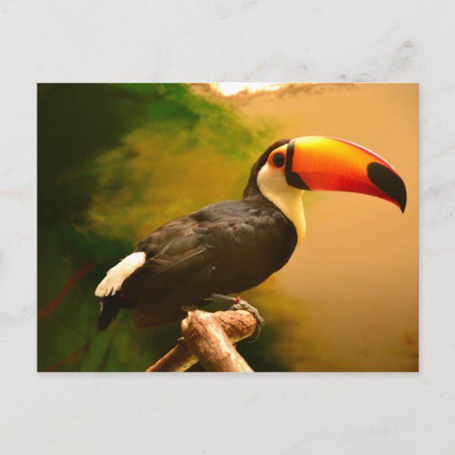 Cartão Postal Toucan (Frente)