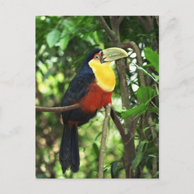 Cartão Postal Toucan (Frente)