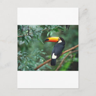 Cartão Postal Toucan
