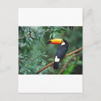 Cartão Postal Toucan