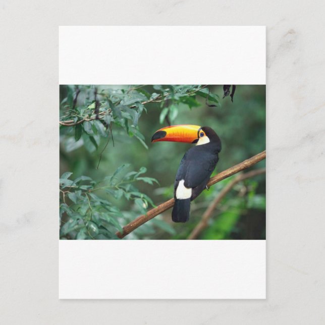 Cartão Postal Toucan (Frente)