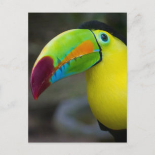 Cartão Postal Toucan
