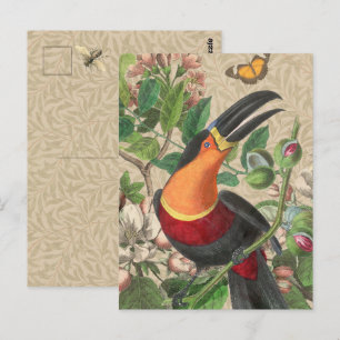 Cartão Postal Toucan Jungle Tropical Bird Beauful Antiguidade