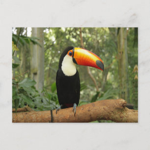 Cartão Postal Toucan na ramificação da árvore