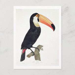 Cartão Postal Toucan No.2, de 'História das Aves de Paradis'