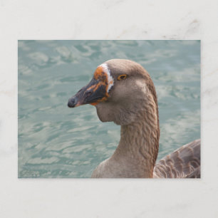 Cartão Postal Toulouse Goose