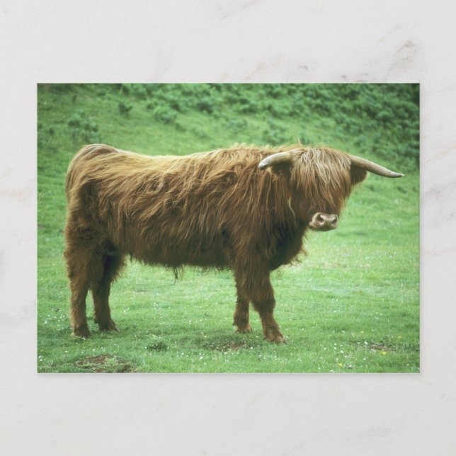 Cartão Postal Touro das Terras Altas, Ilha de Mull, Interior (Frente)