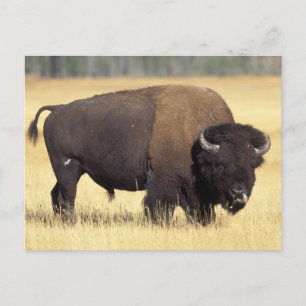 Cartão Postal Touro de Bisão no Parque Nacional de Yellowstone